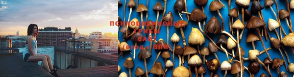 стафф Бородино